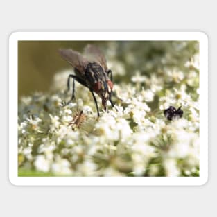 Fly With Auburn Eyes Magnet